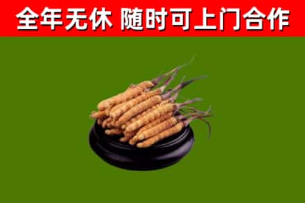宿豫烟酒回收冬虫夏草.jpg